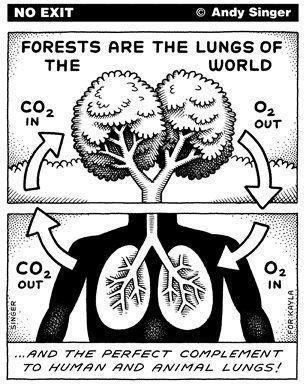 399594_10151642301676081_1277188623_n forest lungs