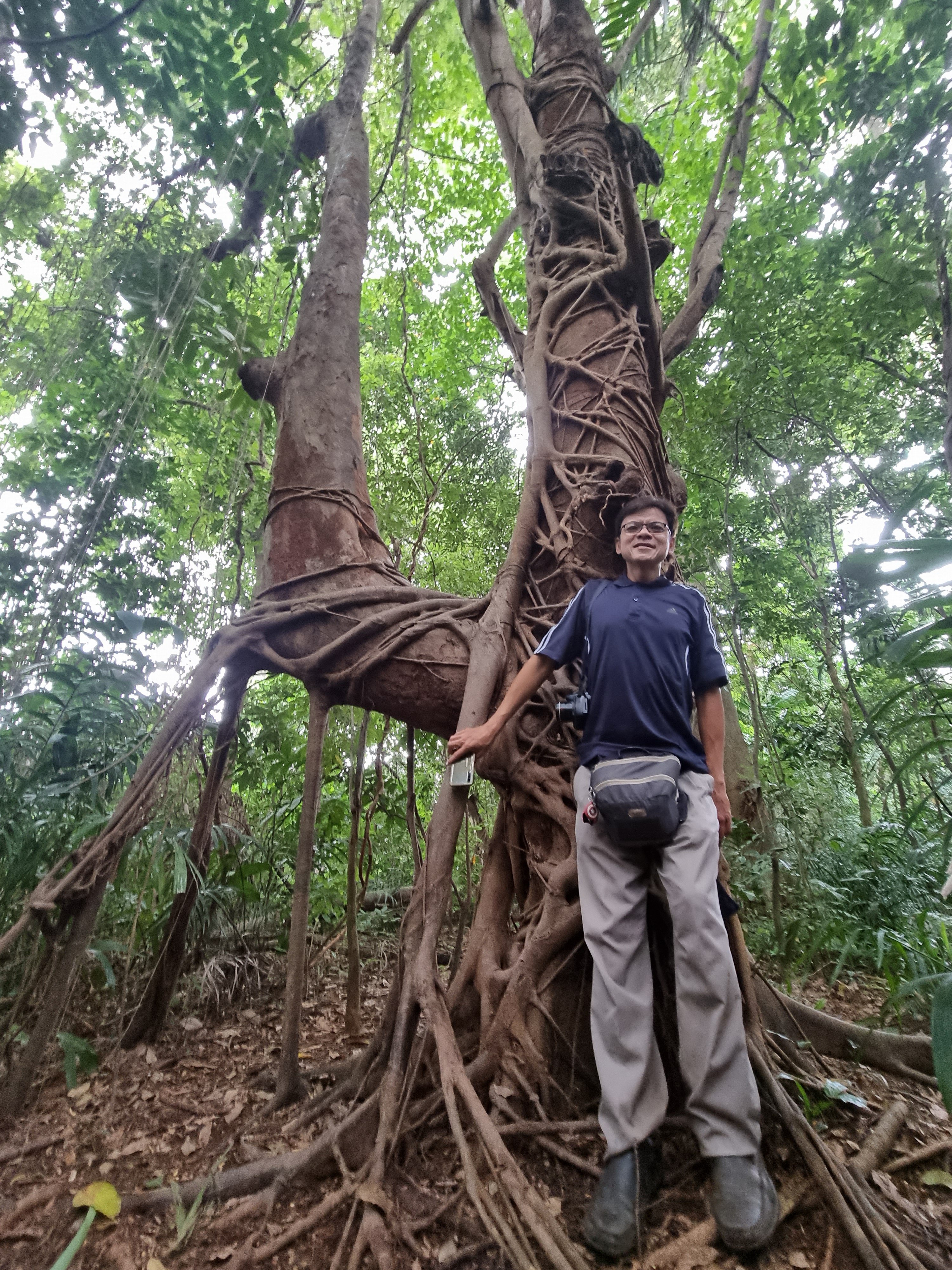 Dover-Ulu Pandan Forest: Exploration of the western and eastern patches