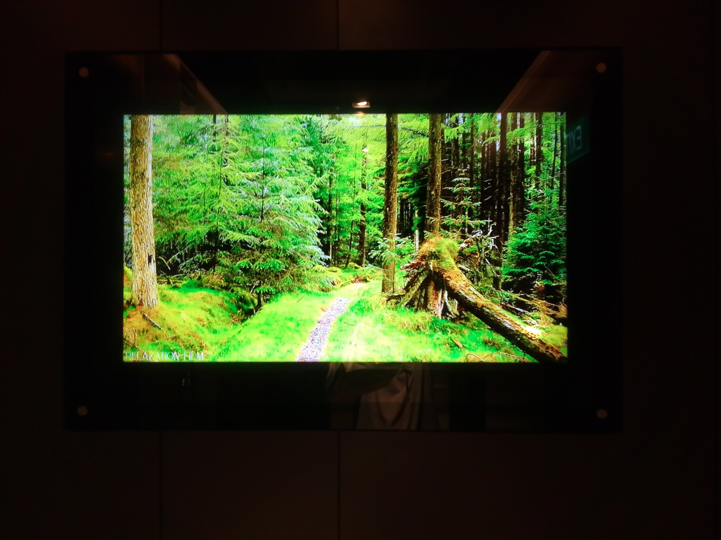 "Forest scenery" relaxation film: A reflection