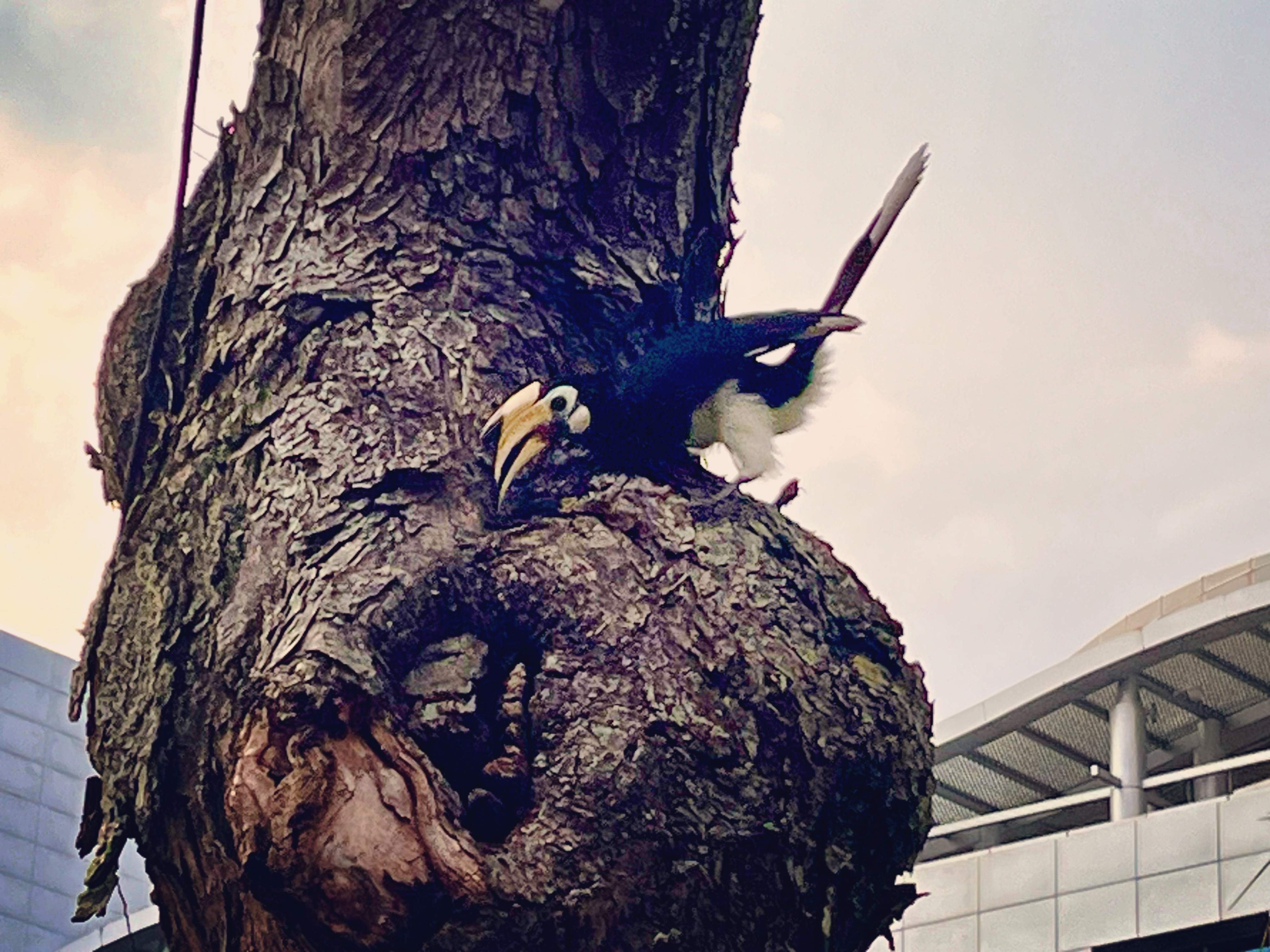 Oriental pied hornbills in Singapore: A mini resurrection story